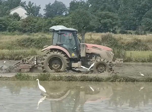 Paddy Field Operation